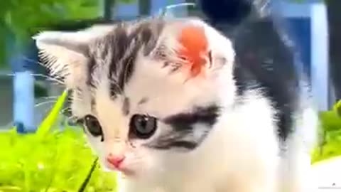 Cute cat video ||animals lover