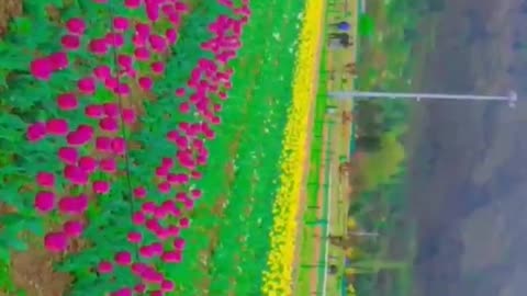 TULIP GARDEN // ASIA'S LARGEST TULIP GARDEN // kashmir vally