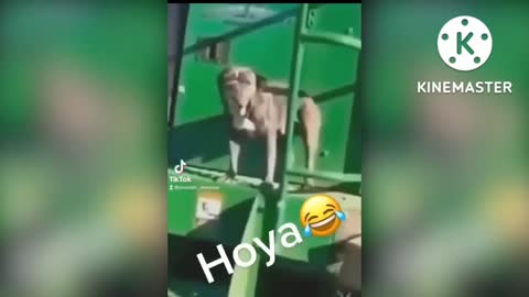 Funny dog 🐶🐕 catching pent video 2022