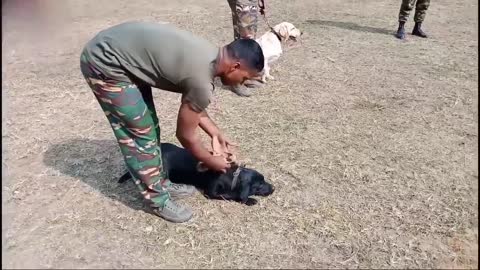 Extreme Trained & Disciplined Army Dogs