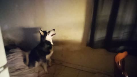 Luna wasn't sure about the dream catcher I hung in her domain. #alaskan malamute's