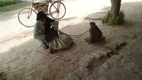 Shams mian.Monkey Dancing