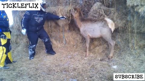 Funny Animal Attack Videos ##2