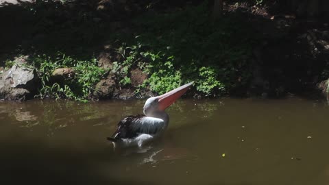 Ducks Paddling on the River