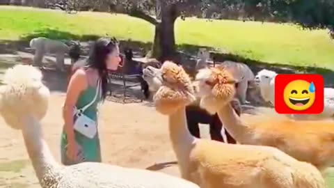 funny animal videos 2023 #animals #fails #shorts #comedy #funny #funnyvideo #viralshorts #kitten