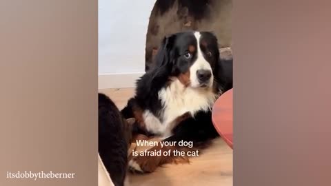 Funny Dog Videos