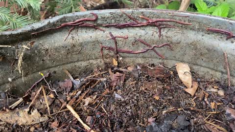 Raising worms in old garbage cans