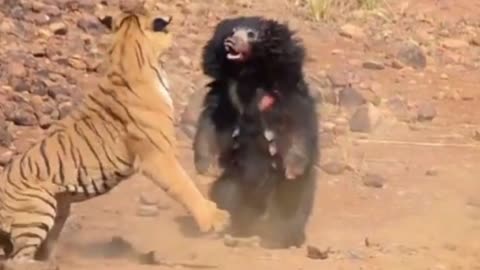 Brave Little Black Bear vs Fierce Tiger