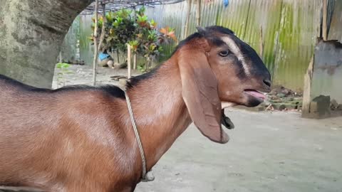 My Cute Red Goat Real Sound Loudly _ Goat Screaming Loudly At Our Home