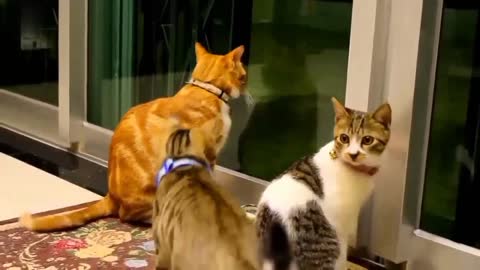 Baby Cat - Cute and Funny Video