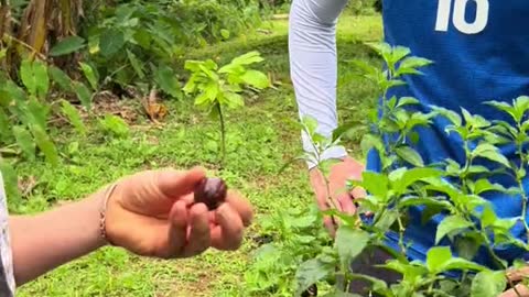 Chocolate Scorpion Pepper 🌶🥵