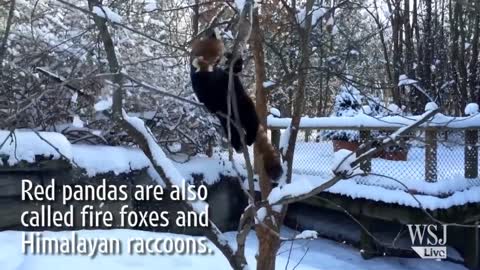 Red Pandas Play in the Snow (1)