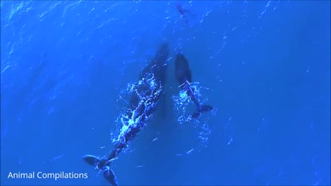 Dolphins Whales Swimming Compilation #Rumble