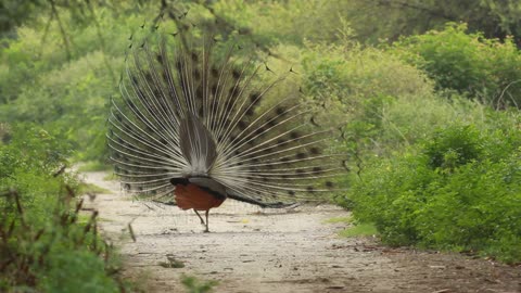 Peacock sound 🥰nature