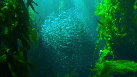 Charming fish under water