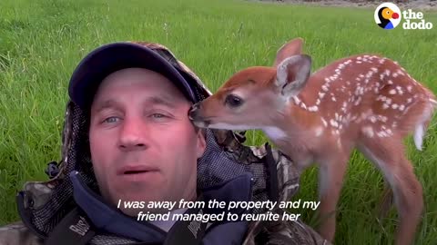 Injured Fawn Deer In Rocky Mountains Gets Adopted | The Dodo Faith = Restored