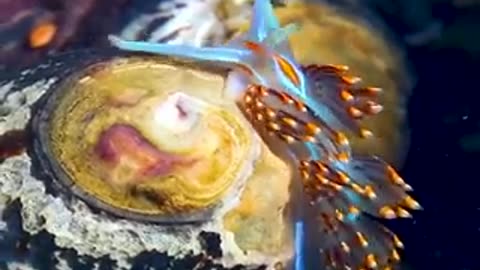 The beautiful opalescent nudibranch , one of the most colorful species of sea slug