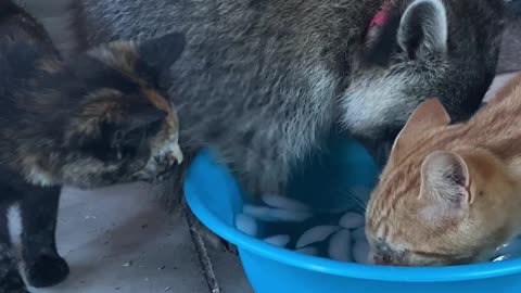 Pet Raccoon Hogs Water Bowl