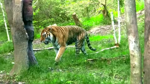 Tiger #jungle#tigerwalking #meme#rumbleshorts#viral#like