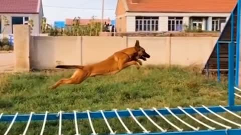 Dogs That Fly - Malinois & Alsatian Dogs Show Their Jumping Agility #Shorts