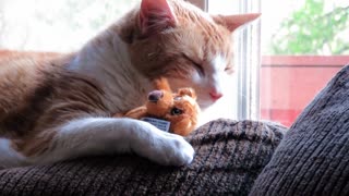 Cat preciously cuddles with small teddy bear