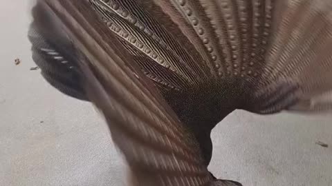 ARGUS PHEASANT MATING DANCE