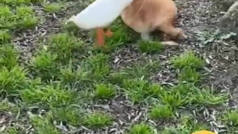 Funny Animals hub #Cats #Ducks