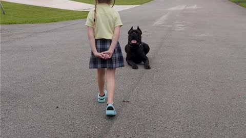 6 Year Old Trains Cane Corso