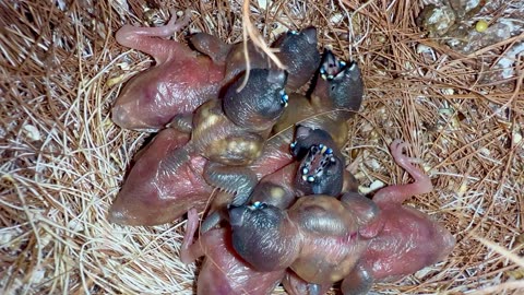 Baby gouldian finches - like demogorgs