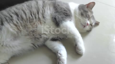 Cat sleeping