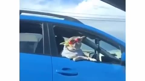 cute dog in car