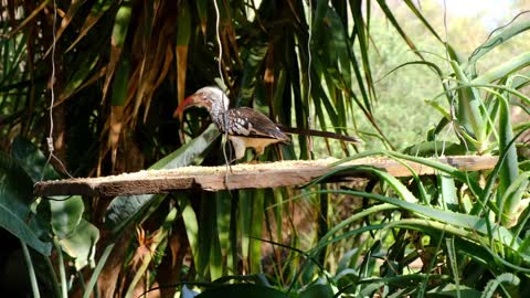 Wild Bird Eating On A Hanging Wooden Board Filled With Food