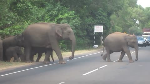 Sri Lanka- Elephant March