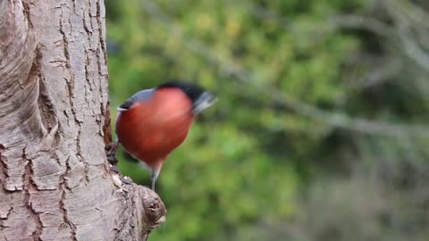 Tropical Birds with Narnes and Sounds - Scenic Relaxation Film