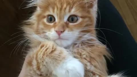 Compilation of Cute & Funny Cats!