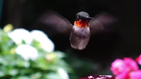 Beautiful Day-Roger P-Humming Bird