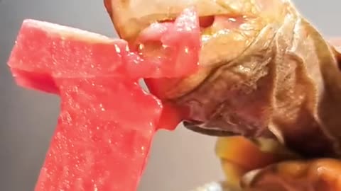 Tortoise Eating watermelon FOLLOW me for more