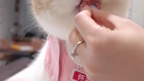 China's cute pet