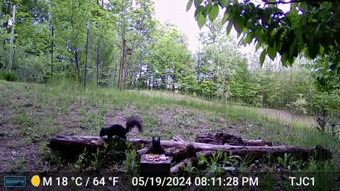 Squirrels eating peanut butter