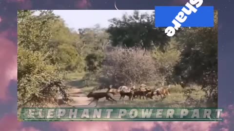 Elephant power