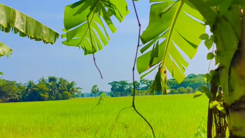 Natural Of Bangladesh