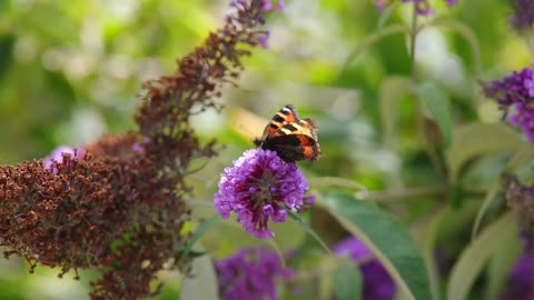 FYI: Butterfly emergency!