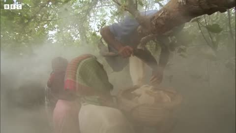 Honey Hunters vs Bees and Tigers | Ganges | BBC Earth