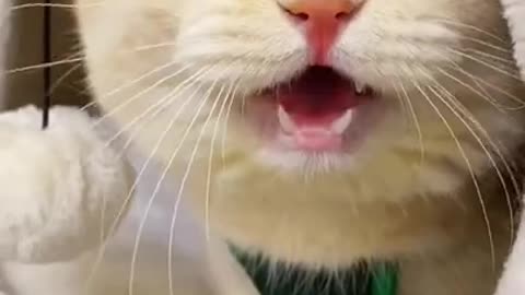 Cat meowing remix tiktok Cute kitten 2023