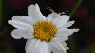 White Spider on a Daisy