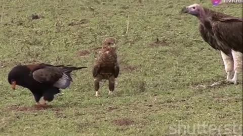 WESTERN BANDED SNAKE EAGLE