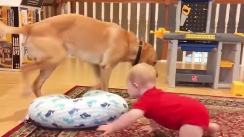 Baby Playing with Dog