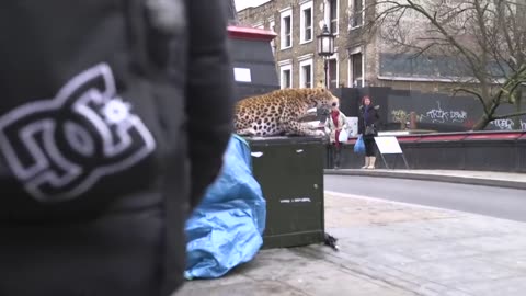 LEOPARD PRANK! - In Camden Town!