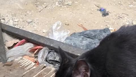 Black Cat happy to be fed 😄😺🐈