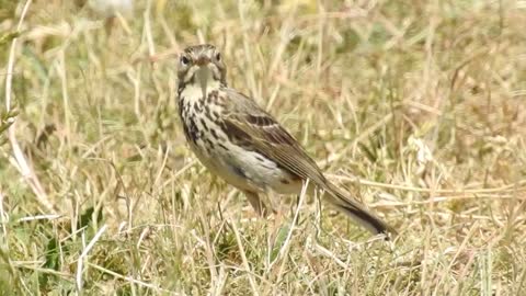 Meadow Pipit